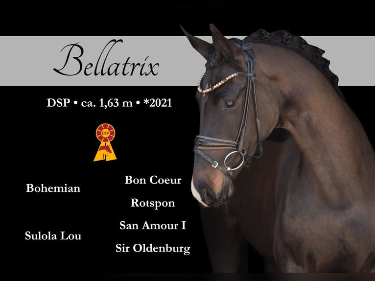 German Sport Horse Mare 4 years 16 hh Bay-Dark in Wehringen