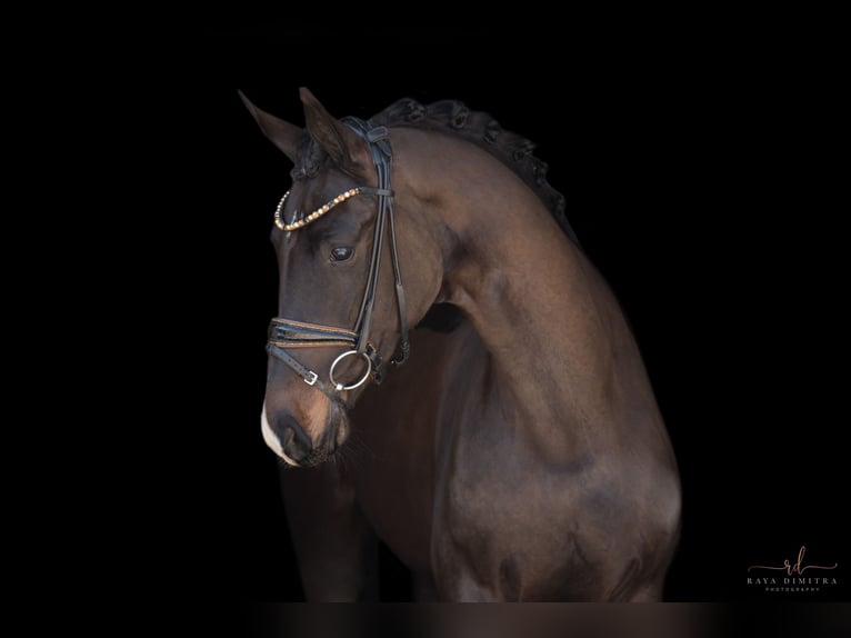 German Sport Horse Mare 4 years 16 hh Bay-Dark in Wehringen