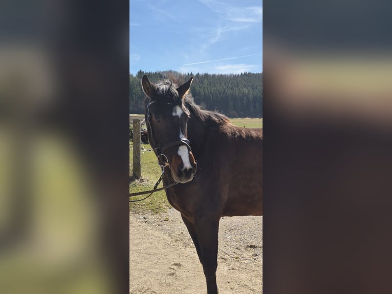 German Sport Horse Mare 4 years 16 hh Bay-Dark in Münsingen