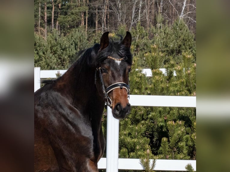 German Sport Horse Mare 4 years 16 hh Bay in Niezabyszewo