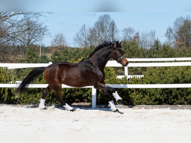 German Sport Horse Mare 4 years 16 hh Bay in Niezabyszewo