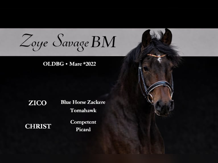 German Sport Horse Mare 4 years 16 hh Bay in Niezabyszewo