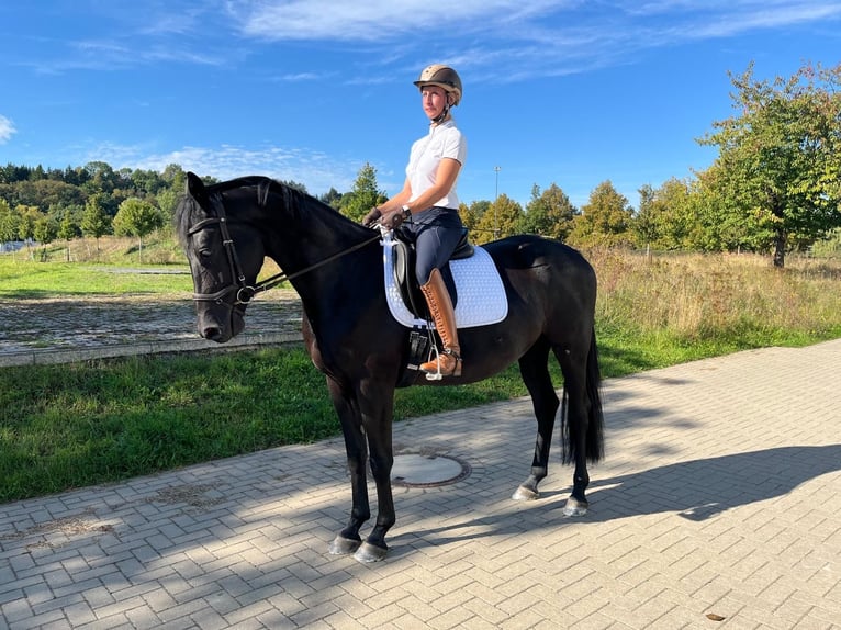 German Sport Horse Mare 4 years 16 hh Black in Saara