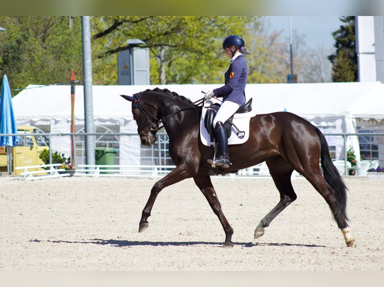 German Sport Horse Mare 4 years 16 hh Black in Hülben