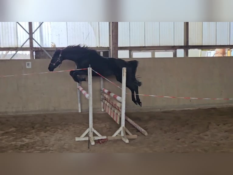 German Sport Horse Mare 4 years 16 hh Black in Zeulenroda