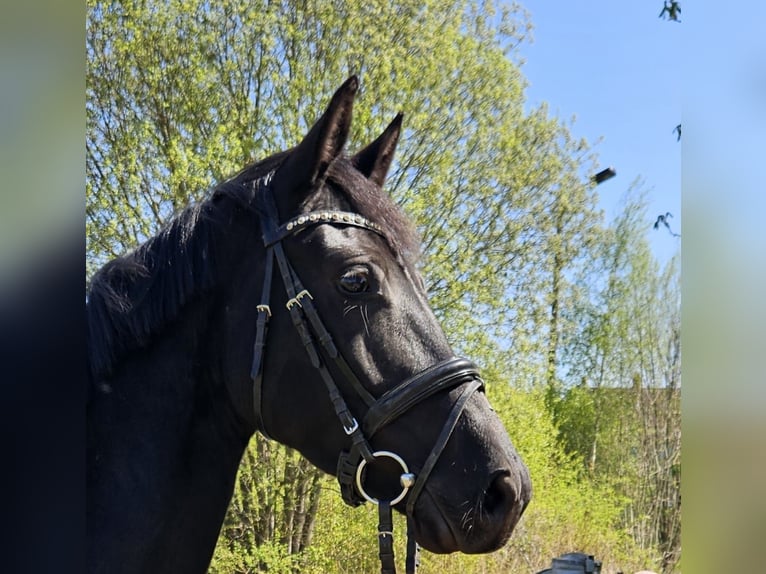 German Sport Horse Mare 4 years 16 hh Black in Zeulenroda