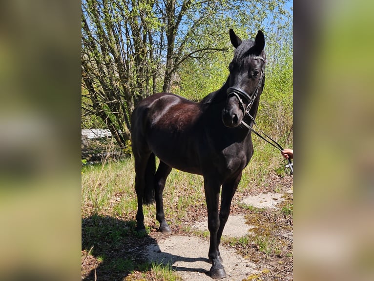 German Sport Horse Mare 4 years 16 hh Black in Zeulenroda