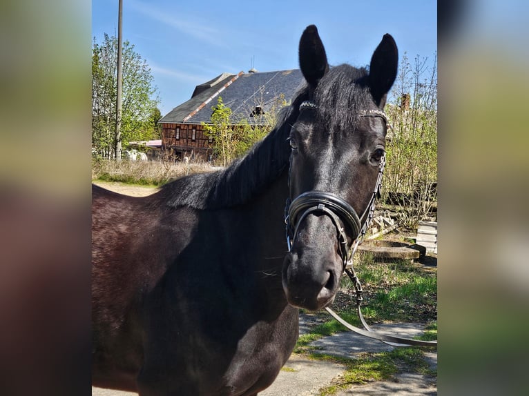 German Sport Horse Mare 4 years 16 hh Black in Zeulenroda