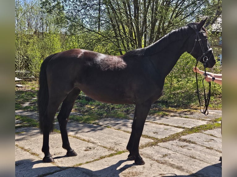 German Sport Horse Mare 4 years 16 hh Black in Zeulenroda