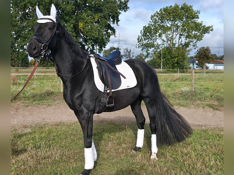 German Sport Horse Mare 4 years 16 hh Black in Gro&#xDF; Kreutz