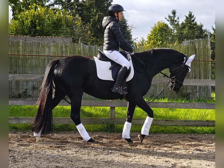 German Sport Horse Mare 4 years 16 hh Black in Gro&#xDF; Kreutz