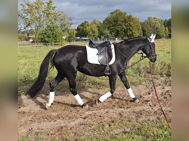 German Sport Horse Mare 4 years 16 hh Black in Gro&#xDF; Kreutz