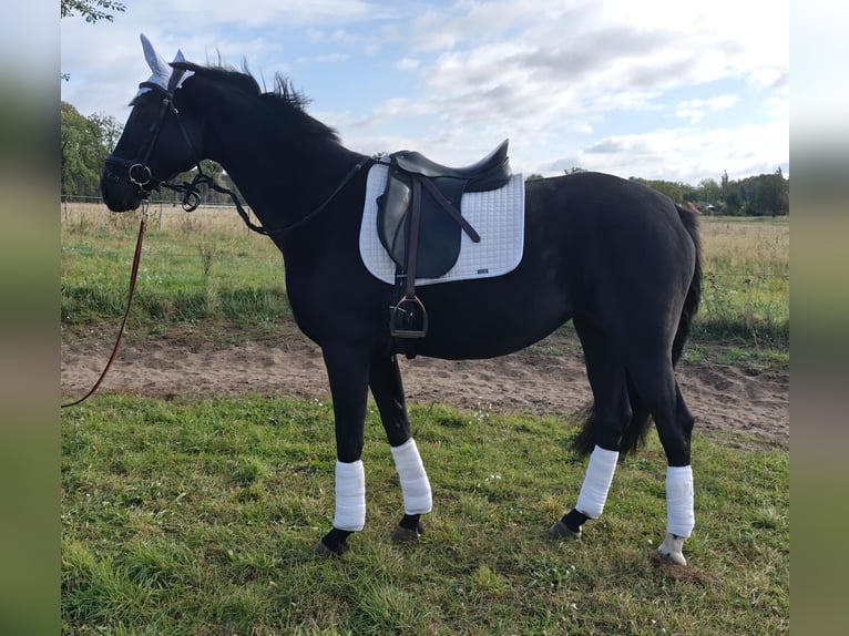 German Sport Horse Mare 4 years 16 hh Black in Gro&#xDF; Kreutz