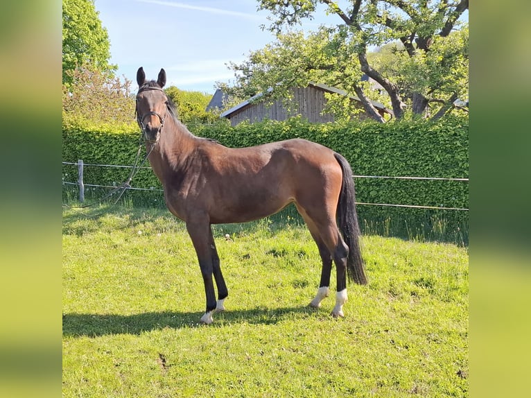 German Sport Horse Mare 4 years 16 hh Brown in Amtsberg