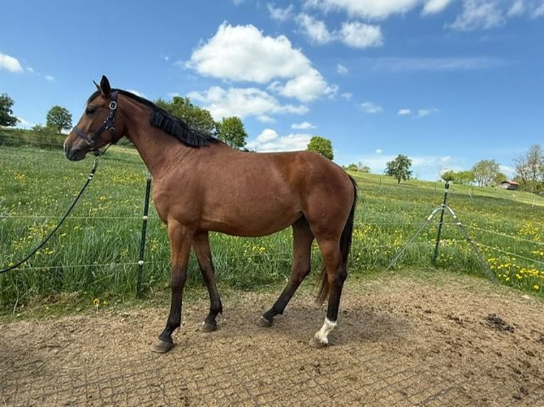 German Sport Horse Mare 4 years 16 hh Brown in Drackenstein