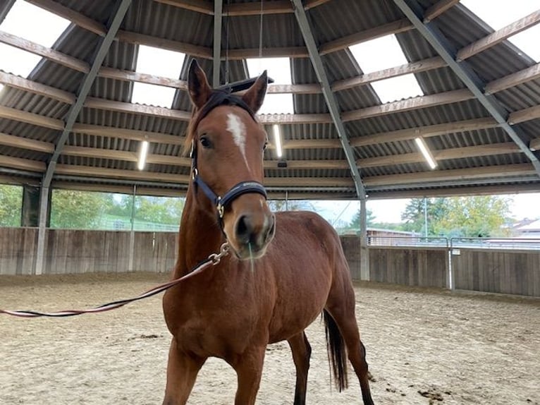 German Sport Horse Mare 4 years 16 hh Brown in Drackenstein