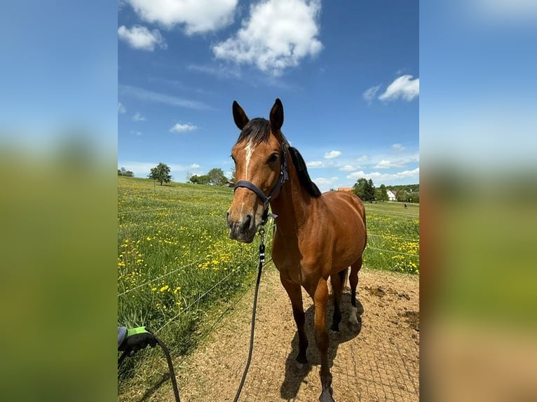 German Sport Horse Mare 4 years 16 hh Brown in Drackenstein