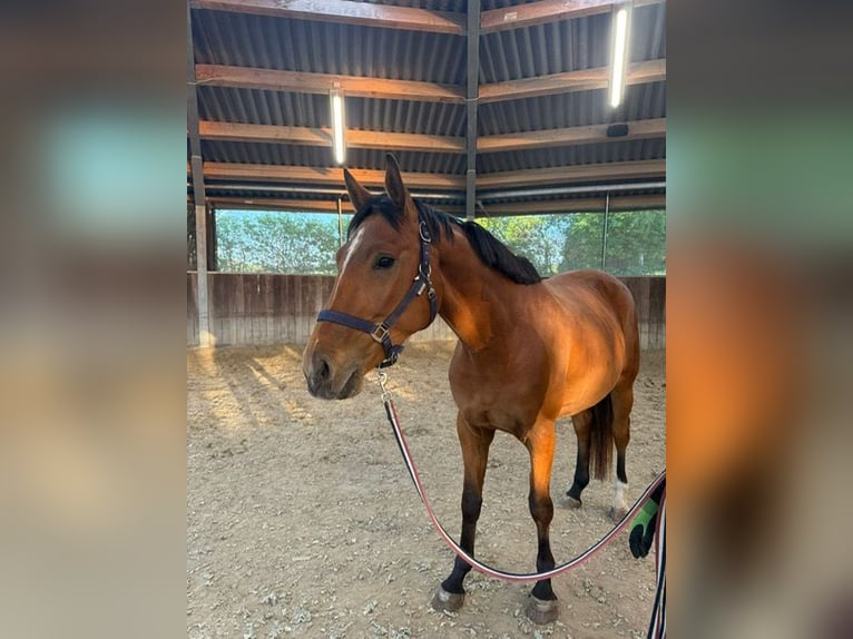 German Sport Horse Mare 4 years 16 hh Brown in Drackenstein