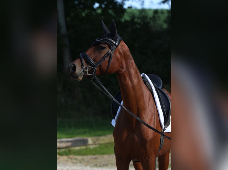 German Sport Horse Mare 4 years 16 hh Brown in Arnsdorf German Sport Horse Mare 4 years 16 hh Brown in Arnsdorf