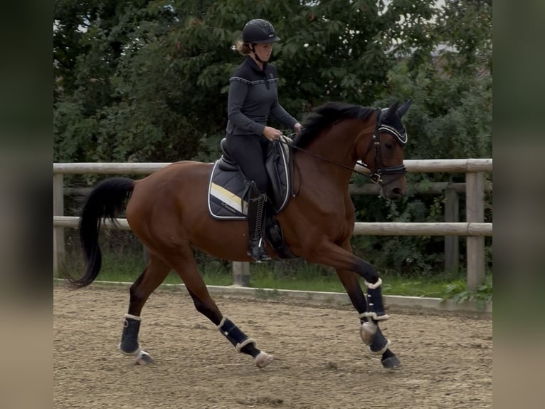 German Sport Horse Mare 4 years 16 hh Brown in Arnsdorf