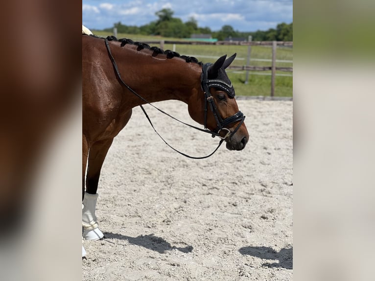 German Sport Horse Mare 4 years 16 hh Brown in Arnsdorf