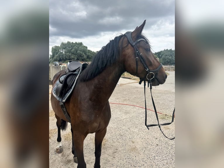 German Sport Horse Mix Mare 4 years 16 hh Brown in Bernau