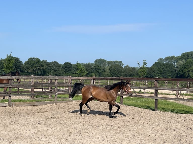 German Sport Horse Mare 4 years 16 hh Brown in Goch