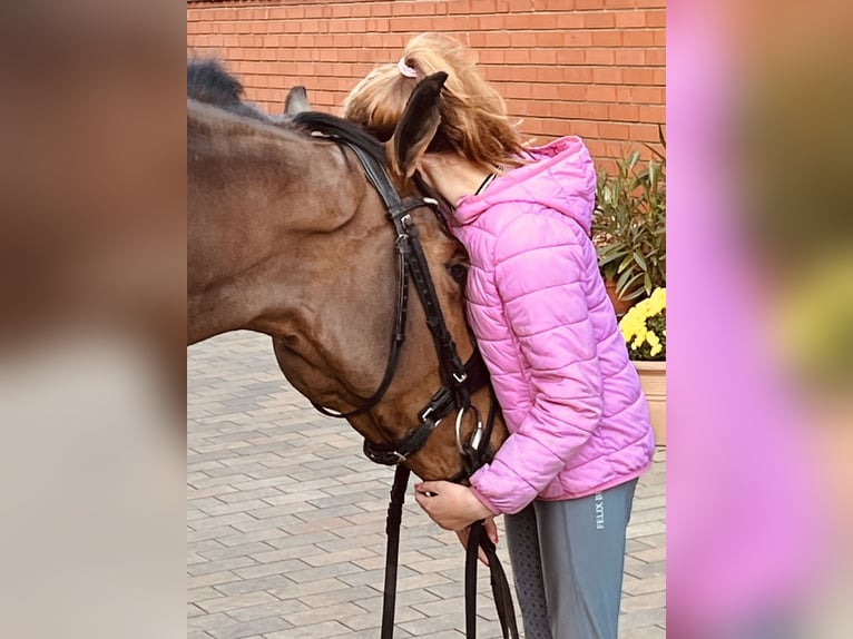 German Sport Horse Mare 4 years 16 hh Brown in Martfeld