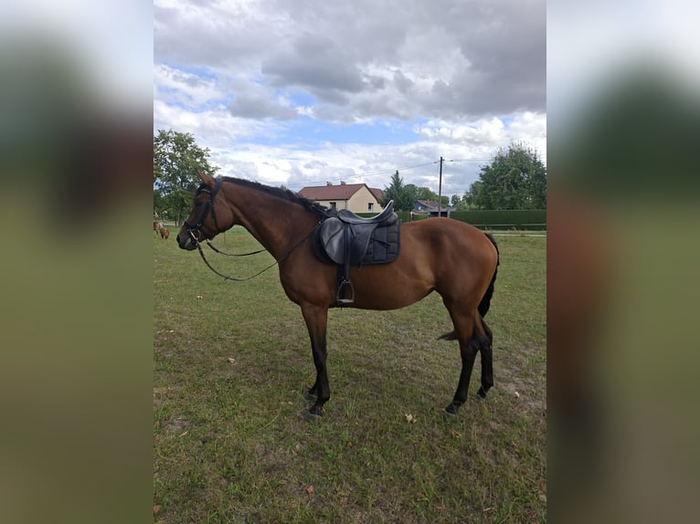 German Sport Horse Mare 4 years 16 hh Brown in Zehdenick