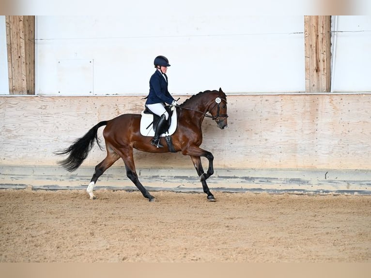 German Sport Horse Mare 4 years 16 hh Brown in Aitrang