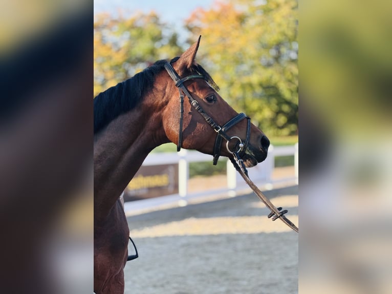 German Sport Horse Mare 4 years 16 hh Brown in Memmingen
