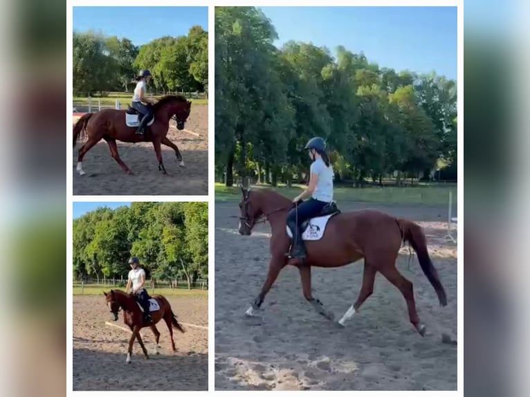 German Sport Horse Mare 4 years 16 hh Chestnut-Red in Neustadt (Dosse)