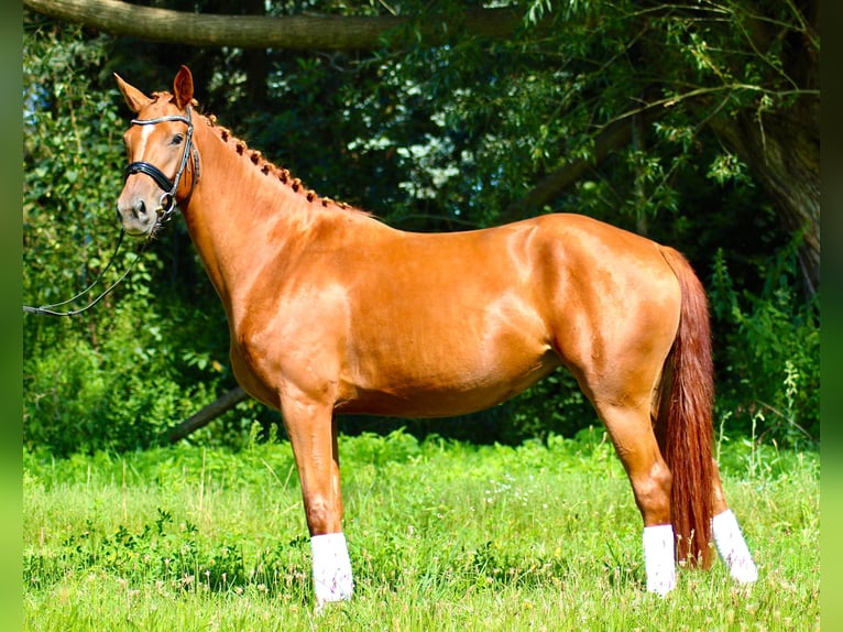 German Sport Horse Mare 4 years 16 hh Chestnut-Red in Rätzlingen