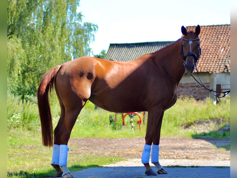 German Sport Horse Mare 4 years 16 hh Chestnut-Red in Rätzlingen