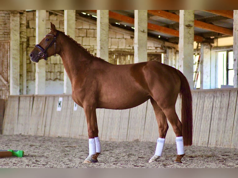 German Sport Horse Mare 4 years 16 hh Chestnut-Red in Rätzlingen