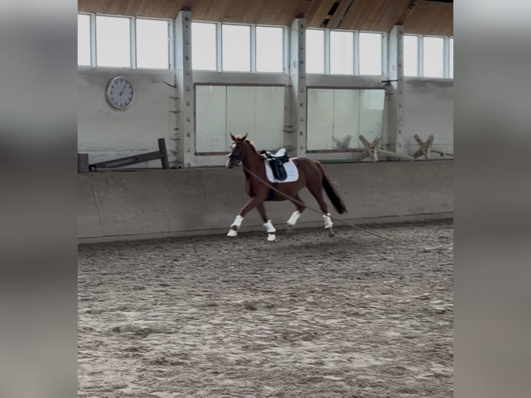 German Sport Horse Mare 4 years 16 hh Chestnut-Red in Schönwalde-Glien