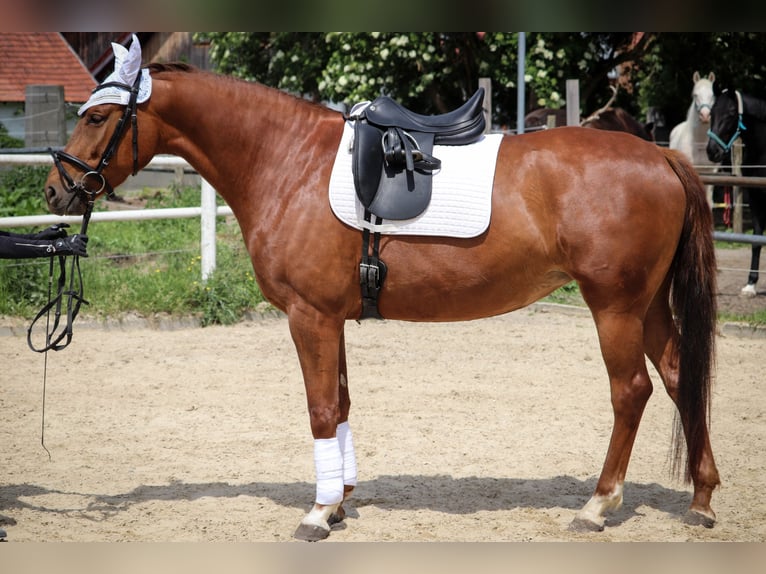 German Sport Horse Mare 4 years 16 hh Chestnut-Red in Kressbronn am Bodensee