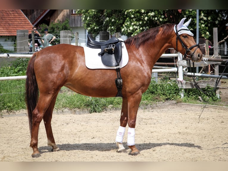 German Sport Horse Mare 4 years 16 hh Chestnut-Red in Kressbronn am Bodensee