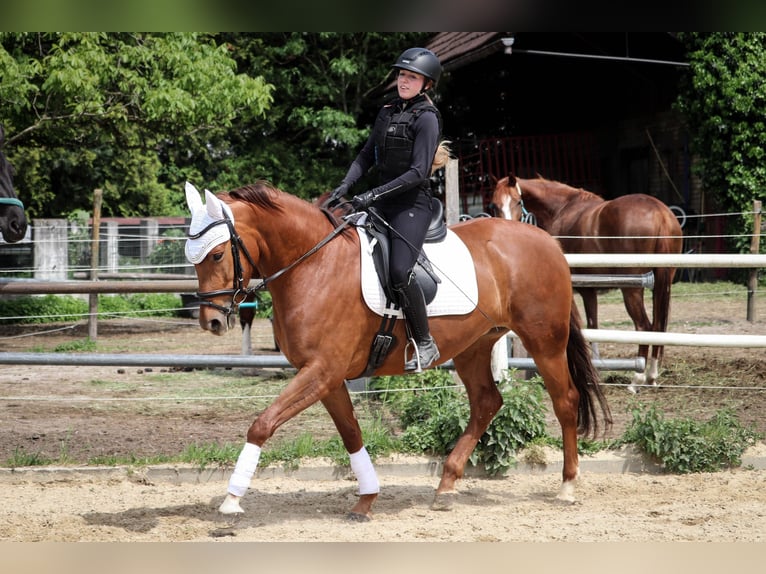 German Sport Horse Mare 4 years 16 hh Chestnut-Red in Kressbronn am Bodensee