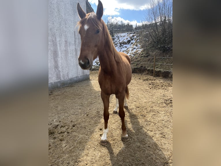 German Sport Horse Mare 4 years 16 hh Chestnut-Red in Sehnde