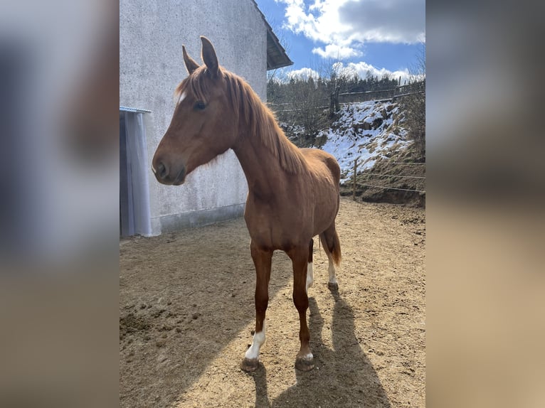 German Sport Horse Mare 4 years 16 hh Chestnut-Red in Sehnde
