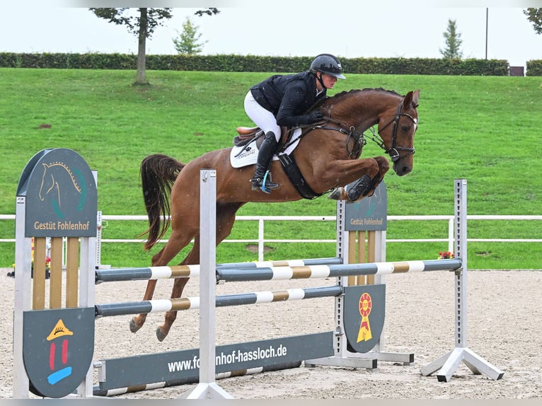German Sport Horse Mare 4 years 16 hh Chestnut-Red in Gomadingen