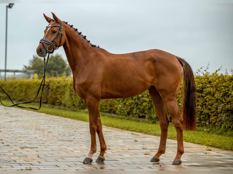 German Sport Horse Mare 4 years 16 hh Chestnut-Red in Gomadingen