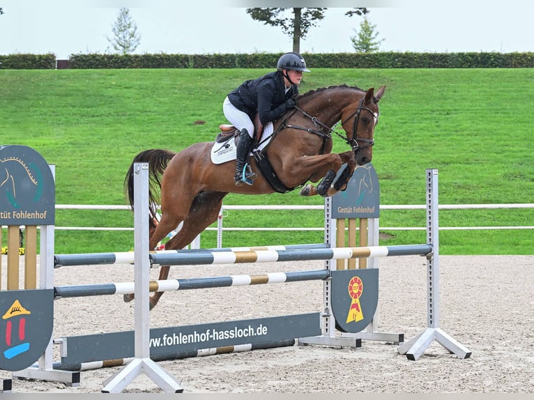 German Sport Horse Mare 4 years 16 hh Chestnut-Red in Gomadingen