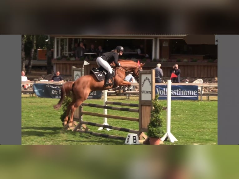 German Sport Horse Mare 4 years 16 hh Chestnut-Red in Vechta