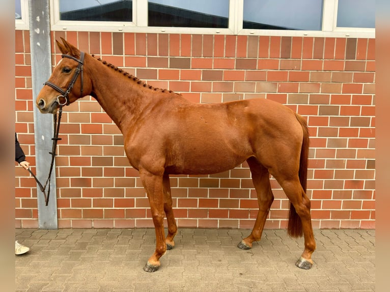 German Sport Horse Mare 4 years 16 hh Chestnut-Red in Vechta