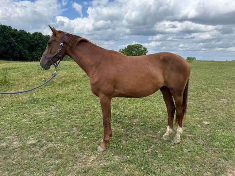 German Sport Horse Mare 4 years 16 hh Chestnut-Red in Herchenrode