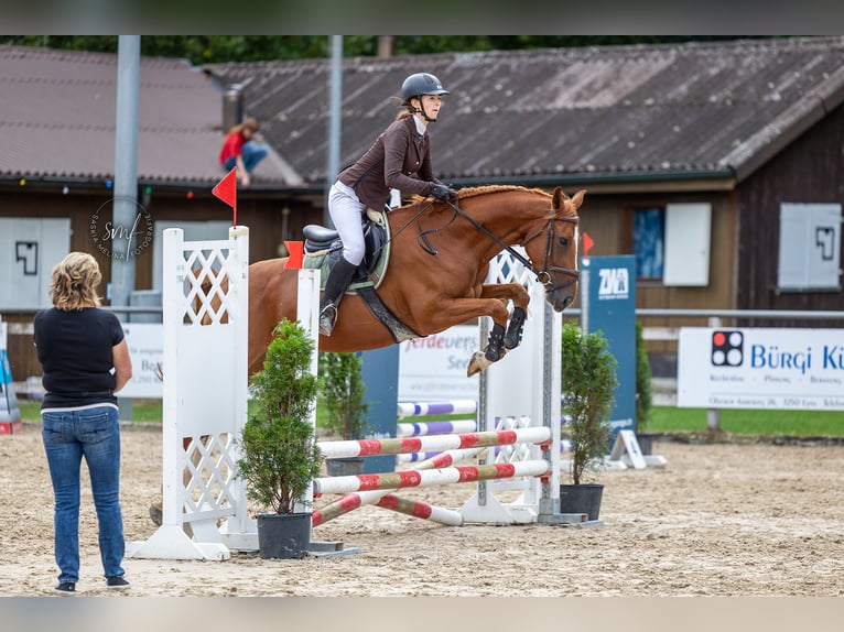 German Sport Horse Mare 4 years 16 hh Chestnut-Red in Oltingen