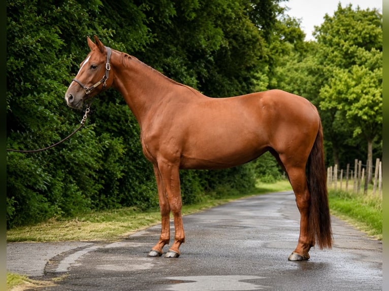 German Sport Horse Mare 4 years 16 hh Chestnut-Red in Verl
