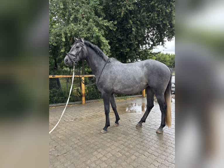 German Sport Horse Mare 4 years 16 hh Grey-Dapple in Aurach
